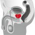 You2Toys - Rotating Prostate Massager Vibrator (Black)